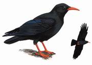 红嘴山鸦 Red-billed Chough