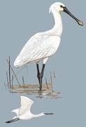 白琵鹭 White Spoonbill