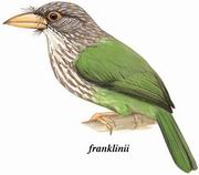 [斑头]绿拟啄木鸟 Lineated Barbet