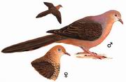 栗褐鹃鸠 Brown Cuckoo Dove