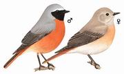 欧亚红尾鸲 Common Redstart
