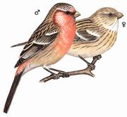 长尾雀 Long-tailed Rosefinch