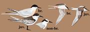 粉红燕鸥 Roseate Tern