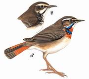 蓝喉歌鸲 Bluethroat