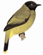 黑头鹎 Black-headed Bulbul