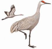 沙丘鹤 Sandhill Crane