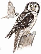 猛鸮 Northern Hawk Owl