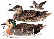 花脸鸭 Baikal Teal