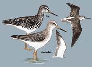 小青脚鹬 Spotted Greenshank