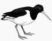 蛎鹬 Eurasian Oystercatcher