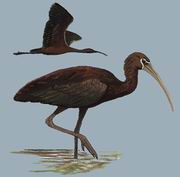 彩鹮 Glossy Ibis