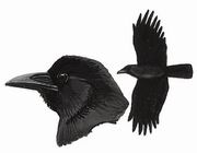 丛林鸦 Jungle Crow