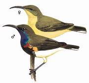 黄腹花蜜鸟 Olive-backed Sunbird