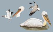 卷羽鹈鹕 Dalmatian Pelican