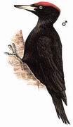 黑啄木鸟 Black Woodpecker