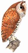 栗鸮 Oriental Bay Owl