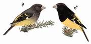 白斑翅拟蜡嘴雀 White-winged Grosbeak