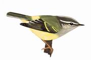 灰喉柳莺 Ashy-throated Warbler