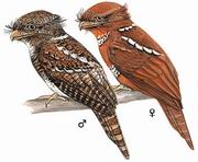 黑顶蟆口鸱 Hodgson's Frogmouth