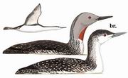 红喉潜鸟 Red-throated Loon