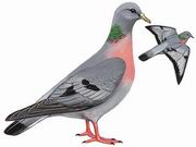 欧鸽 Stock Pigeon