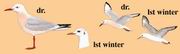 细嘴鸥 Slender-billed Gull