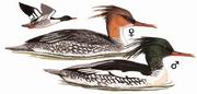 中华秋沙鸭 Scaly-sided Merganser