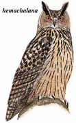 雕鸮 Eurasian Eagle Owl