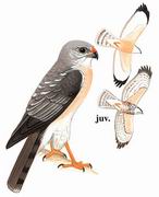 赤腹鹰 Chinese Sparrowhawk