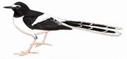 黑背燕尾 Black-backed Forktail