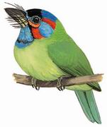 蓝耳拟啄木鸟 Blue-eared Barbet