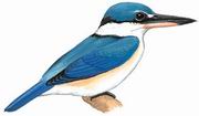 白领翡翠 Collared Kingfisher