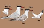 红嘴巨鸥 Caspian Tern