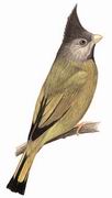 凤头雀嘴鹎 Crested Finchbill