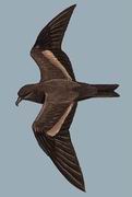 黑叉尾海燕 Swinhoe's Storm-Petrel