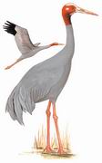 赤颈鹤 Sarus Crane