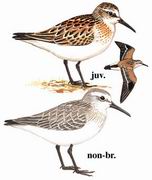 西方滨鹬 Western Sandpiper