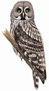 乌林鸮 Great Grey Owl