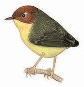 栗头地莺 Chestnut-headed Tesia