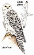 矛隼 Gyrfalcon