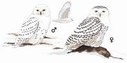 雪鸮 Snowy Owl