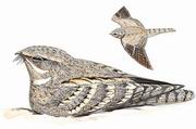 埃及夜鹰 Egyptian Nightjar