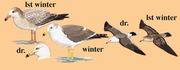 黑尾鸥 Black-tailed Gull