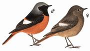 北红尾鸲 Daurian Redstart