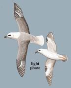 暴雪鹱 Northern Fulmar