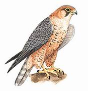 拟游隼 Barbary Falcon