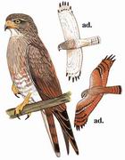 棕翅鵟鹰 Rufous-winged Buzzard