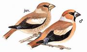 锡嘴雀 Hawfinch