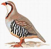 大石鸡 Rusty-necklaced Partridge