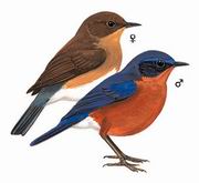 棕腹林鸲 Rufous-breasted Bush Robin